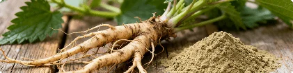 Stinging nettle root and leaf